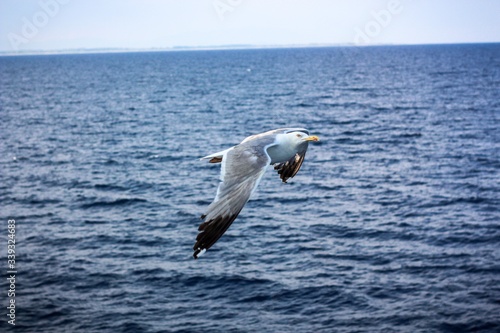 seagull in the sea