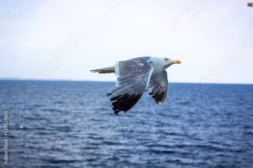 seagull in flight