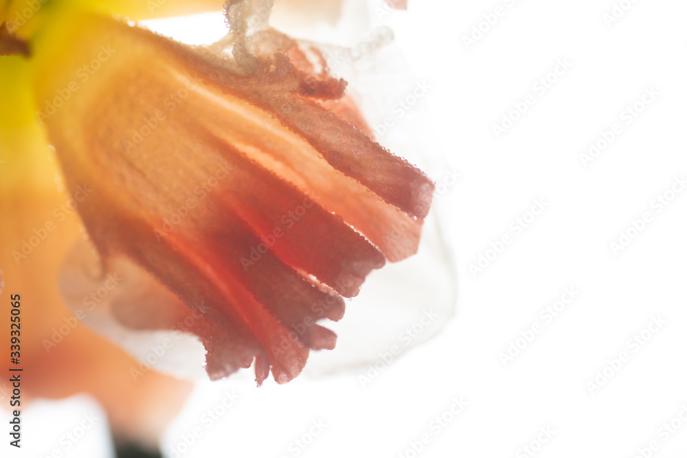 Naklejka premium Close up of Fresh White and Pink Daffodils