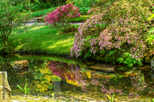 amazing rhododendron bushes blossom in japanese garden in the Hague