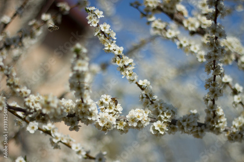 Branches of blooming cherry plum on a background of blue sky © Олег Галяновский