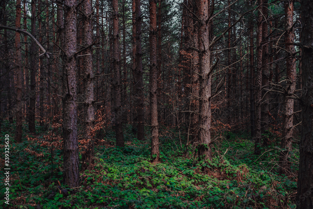 Fototapeta premium Nordic pine forest in evening light. Short depth-of-field. 