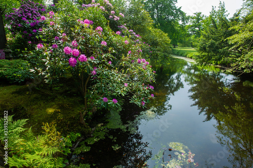 amazing rhododendron bushes blossom in japanese garden in the Leiden