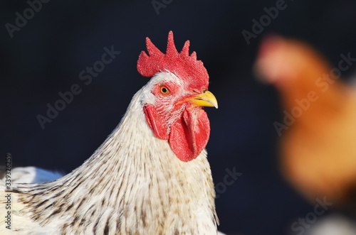 Cute rooster outdoors, farming photo