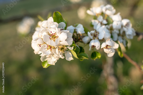 Weiße Most Birnenblüte im Frühlingshaften und Abendlichen Sonnenlicht auf natürlichem Hintergrund