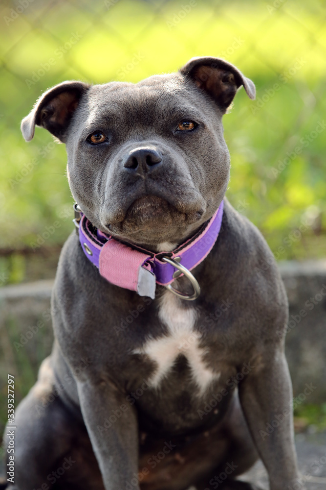 Blue coloured Staffordshire bull terrier standing outdoor and looking ahead 