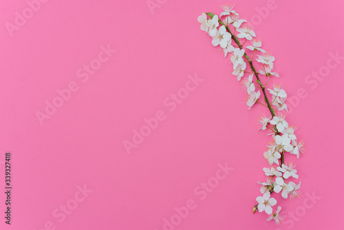 Beautiful gentle spring twigs with white flowers on a pink background top view flat lay with space for text. Greeting card with delicate flowers Pink floral background.