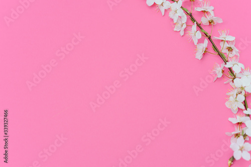 Spring border background with beautiful white flowering branches. Pastel pink background, bloom delicate flowers. Springtime concept. Flat lay top view copy space.