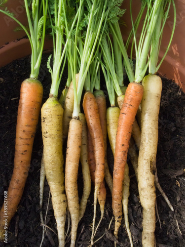 Close up of Rainbow F1 carrots after being picked from growing in a pot