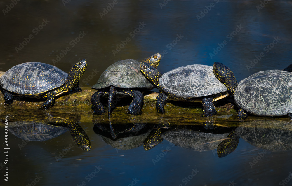 Group Of European Pond Terrapin Water Turtles Sunbathing On A Tree In The Danube Wetland National Park in Austria Group Of European Pond Terrapin Water Turtles Sunbathing On A Tree In The Danube Wetland National Park in Austria