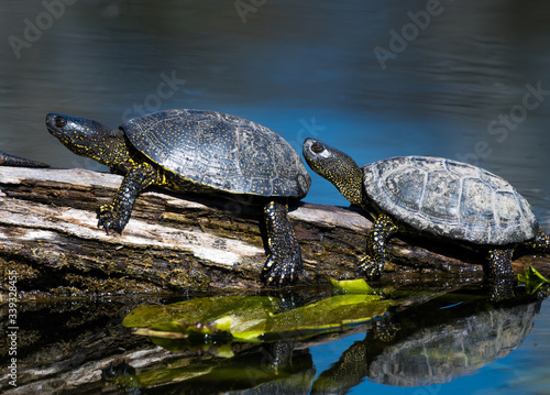 Group Of European Pond Terrapin Water Turtles Sunbathing On A Tree In The Danube Wetland National Park in Austria