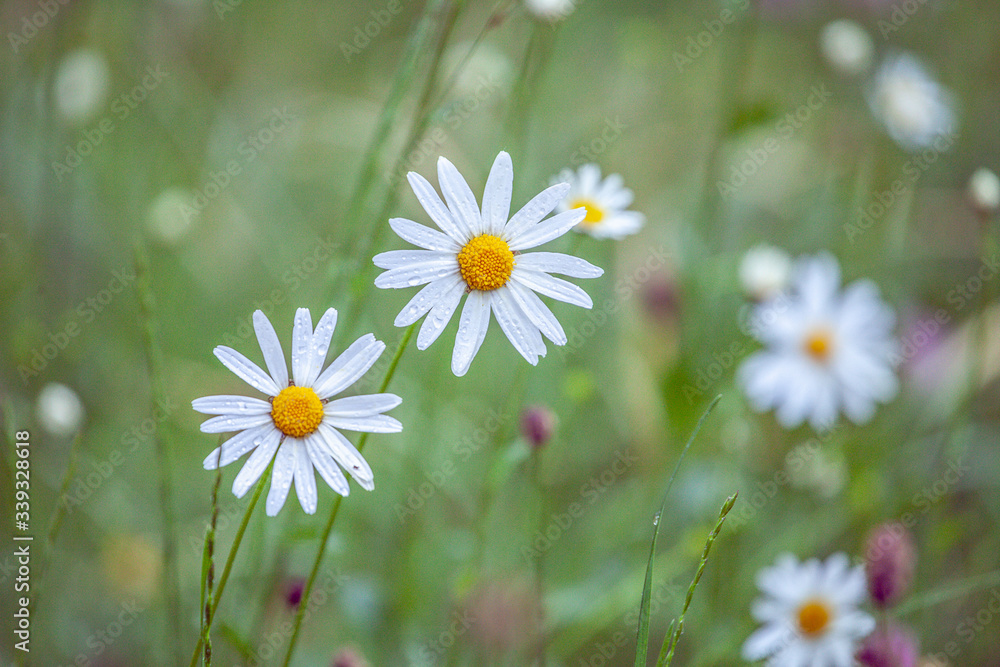 A spring meadow after the rain - daisies and grasses with drops