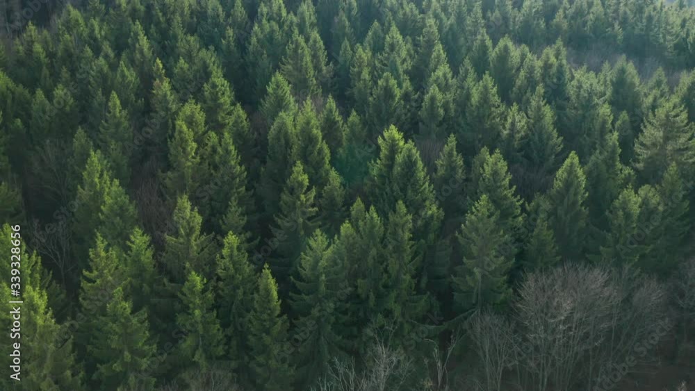 Aerial view of a top of the trees in a pinewood forest at sunset Aerial view of a top of the trees in a pinewood forest at sunset