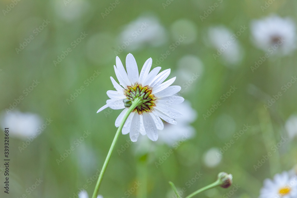 A spring meadow after the rain - daisies and grasses with drops A spring meadow after the rain - daisies and grasses with drops