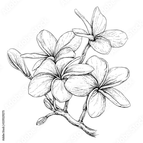 Plumeria. Hawaii, Bali, Indonesia, Shri-Lanka Tropical Necklace Flowers. Vector Illustration