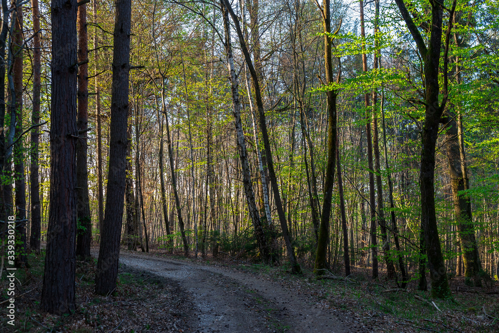 Waldweg im Frühjahr | Forest track in Spring