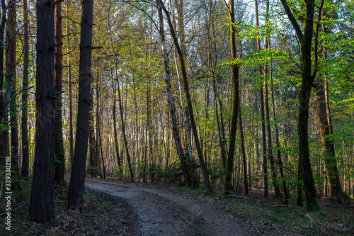 Waldweg im Fr  hjahr   Forest track in Spring
