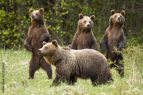 Family of brown bear, ursus arctos, with mother and curious three cubs standing on rear legs in spring nature. Mother mammal together with their young on green grass in nature.