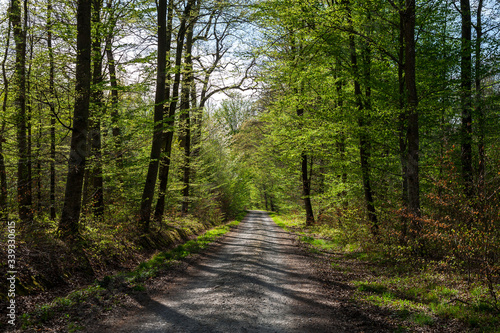 Waldweg im Rotbuchenwald im Fr  hjahr   Forest track in Spring   Rot Buchen Wald   Fagus sylvatica