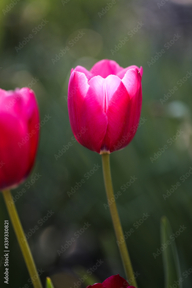 Colorful Tulips in Garden. Beautiful bokeh. Colorful Tulips in Garden. Beautiful bokeh.