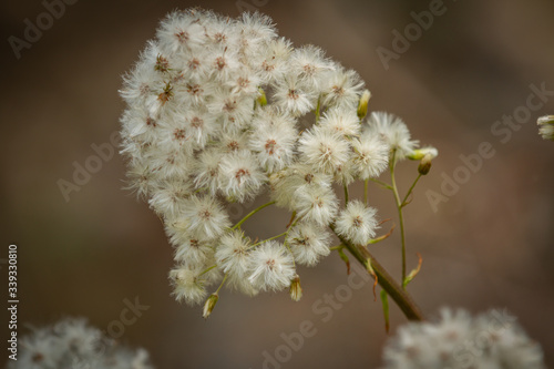 White wild alpine flower (East Alps, Italy)