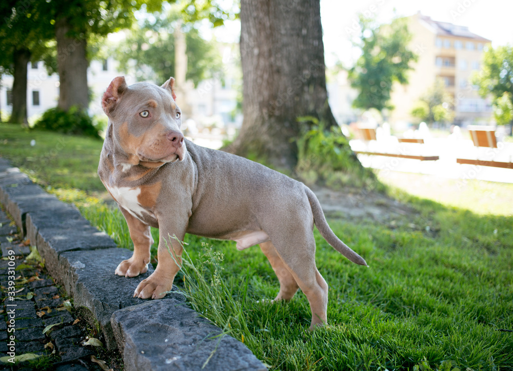 Brown dog with blue eyes American bully standing on ground with green grass