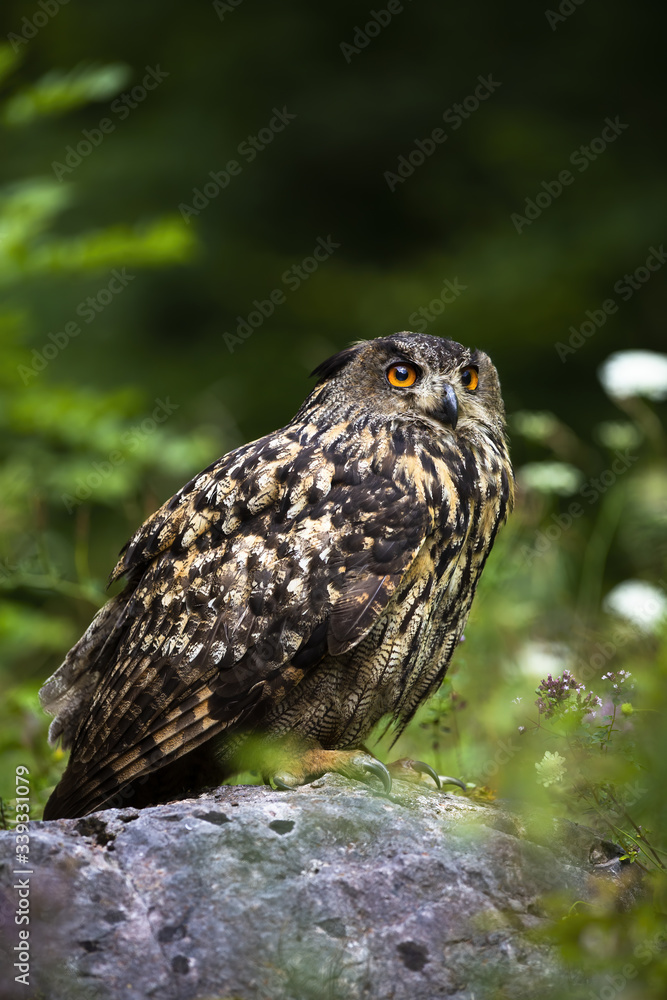 Strong eurasian eagle-owl, bubo bubo, looking up and sitting on a stone in summer nature. Majestic bird of prey with massive talons resting in woodland with copy space above. Strong eurasian eagle-owl, bubo bubo, looking up and sitting on a stone in summer nature. Majestic bird of prey with massive talons resting in woodland with copy space above.