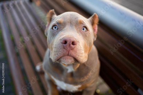 Brown dog with blue eyes American bully sitting on wooden bench and looking up  © Helga