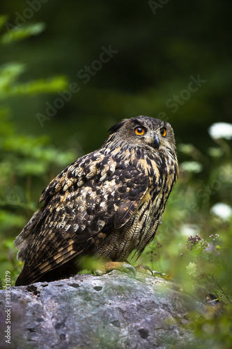 Strong eurasian eagle-owl, bubo bubo, looking up and sitting on a stone in summer nature. Majestic bird of prey with massive talons resting in woodland with copy space above.