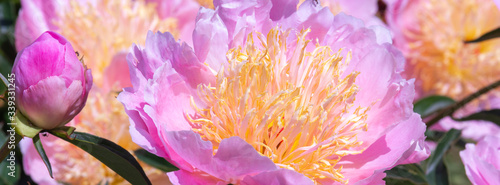 Beautiful pink peonies in the garden.