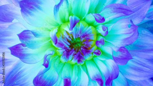 Dahlia Type Flower Close-up with Blue and Yellow Pedals