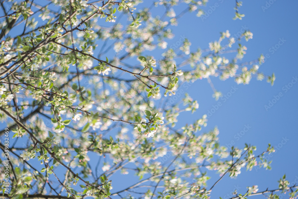 blossoming apple tree blossoming apple tree