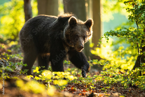 Fotografia Dangerous brown bear, ursus arctos, walking in summer nature at sunrise