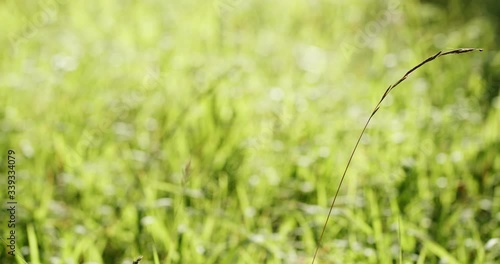 Lone spike of dry grass on the background of green bright grass. Symbol of loneliness and billing photo