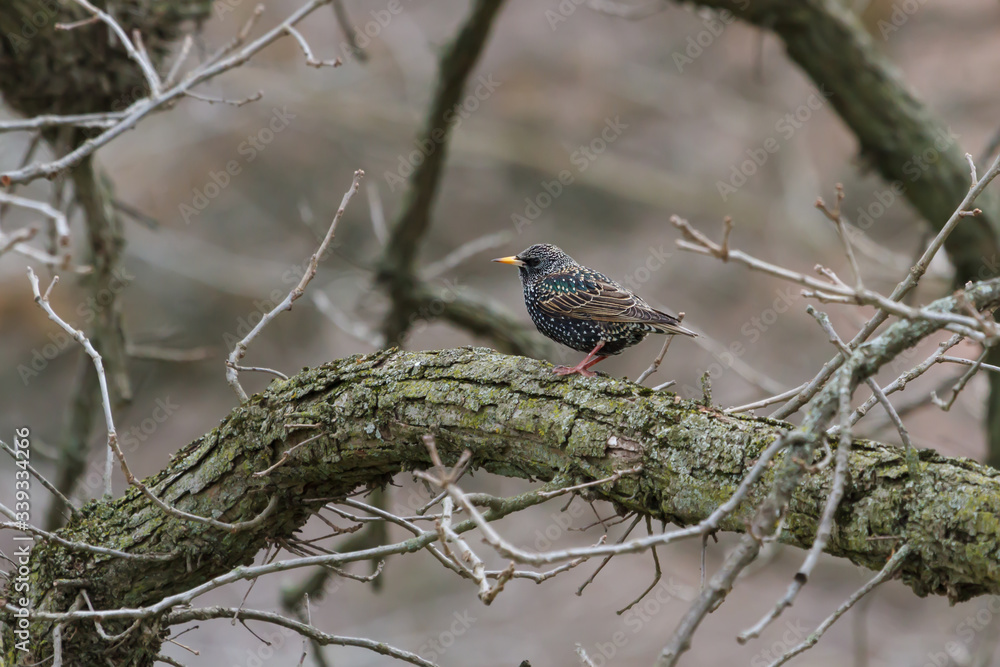 Naklejka premium European Starling perched in a lichen-covered tree. 