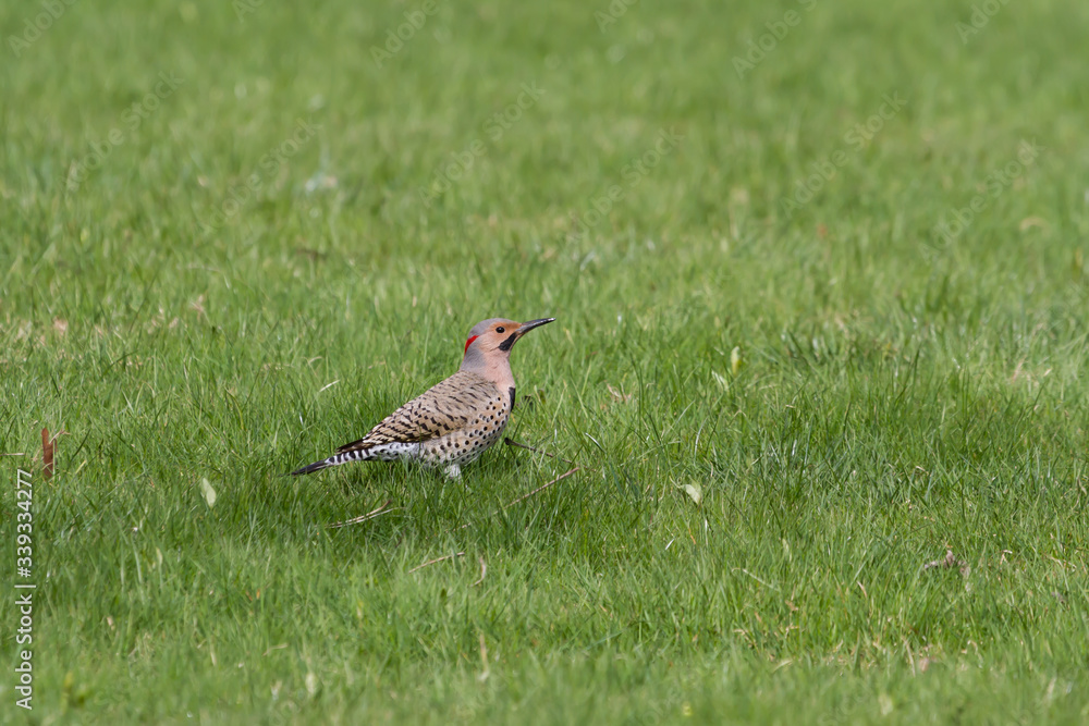 Northern Flicker foraging in the green grass. Northern Flicker foraging in the green grass.
