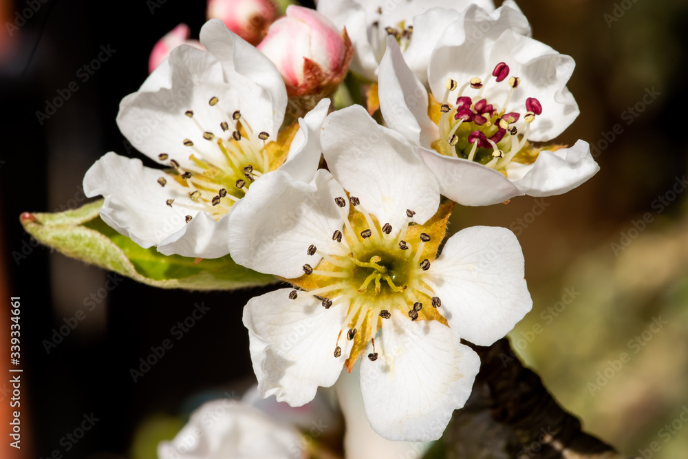 Fototapeta premium pear blossom in spring time