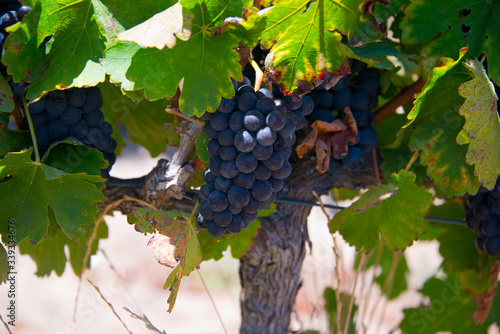 ripe red grapes and leaves on vine before harvest, vineyard in stellenbosch, south africa photo