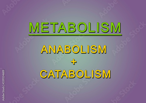 Valokuva Metabolism biological 
equation,  catabolism and anabolism processes in cells