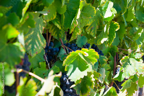 ripe red grapes and leaves on vine before harvest, vineyard in stellenbosch, south africa