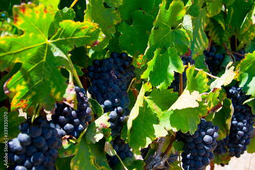 ripe red grapes and leaves on vine before harvest, vineyard in stellenbosch, south africa