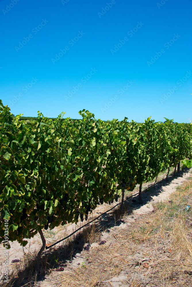 rows of vines in stellenbosch vineyard, south africa