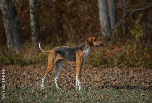 beautiful poitevin hunting scent dog running in autumn forest