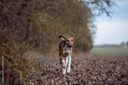 beautiful poitevin hunting scent dog running in autumn forest