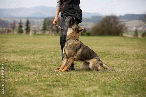 German shepherd in obedience training on green grass and jumping through obstacle