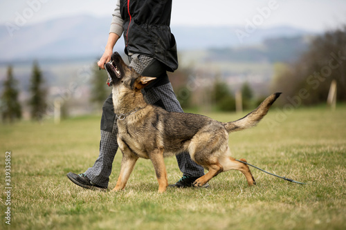 German shepherd in obedience training on green grass and jumping through obstacle