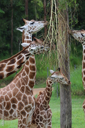 Canvas Print Giraffe eating grass