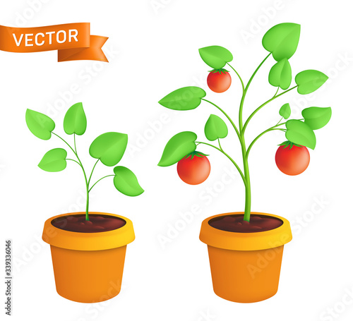 Tomato eco plant growing stages. Vector botanical illustration of green sprout with leaves in pot isolated on white background