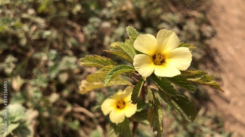 Flor do Nordeste