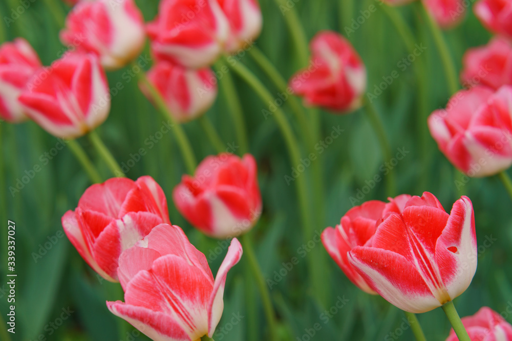 Beautiful spring pink tulips in the city public park. Concepts of the beauty of nature. Suitable for posters, greetings cards, banners, postcards, templates. Beautiful spring pink tulips in the city public park. Concepts of the beauty of nature. Suitable for posters, greetings cards, banners, postcards, templates.